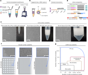 Microfluidics-free single-cell genomics with templated emulsification