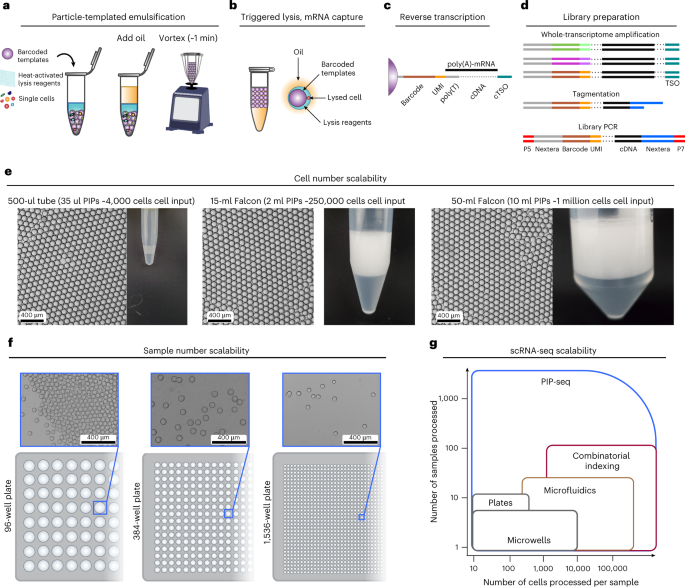 Microfluidics-free single-cell genomics with templated emulsification