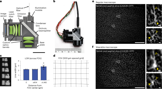 Trans-segmental imaging in the spinal cord of behaving mice