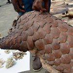 World Pangolin Day: Poaching, trafficking threaten African pangolins