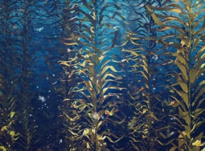 While One Iconic Kelp Forest Faces An Incredible Decline, Another Offers A Glimmer Of Hope