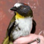 Ornithologists Identify Two New Species of Toxic Birds