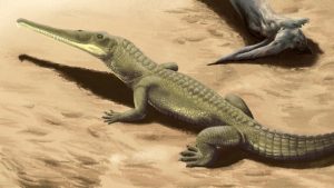 Fossils of Giant Phytosaur Unearthed in India