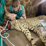 SA cheetahs arrive for India rewilding