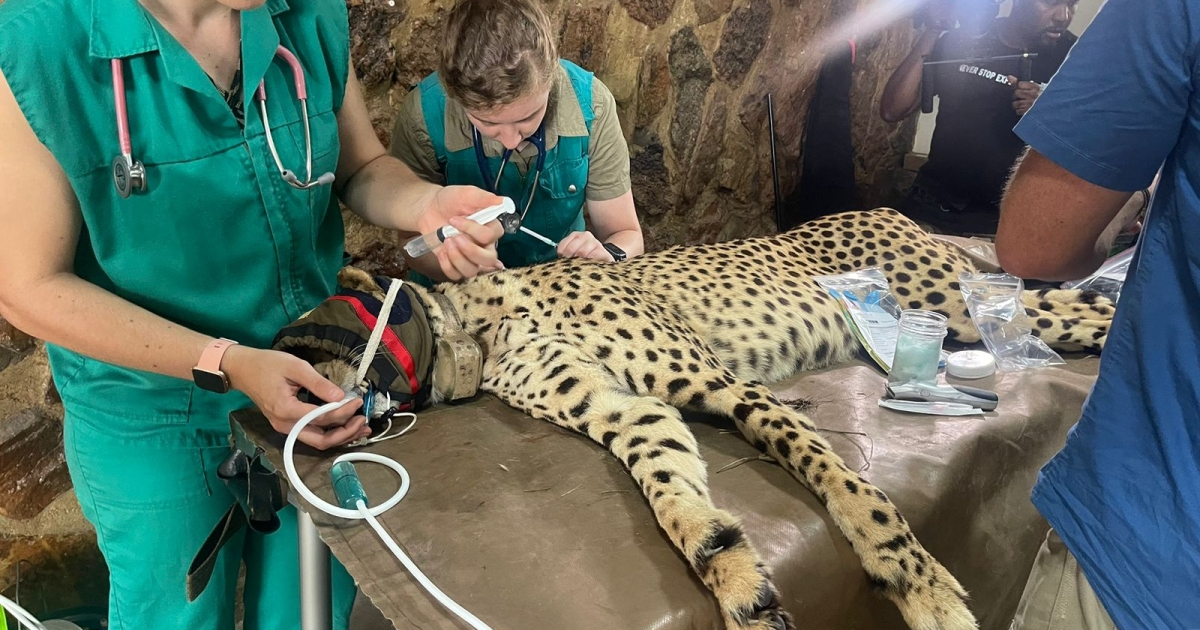 SA cheetahs arrive for India rewilding