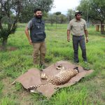 South African cheetahs arrive safely in India, now conservationists wait to see whether the big cats can thrive