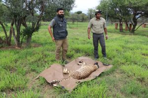 South African cheetahs arrive safely in India, now conservationists wait to see whether the big cats can thrive