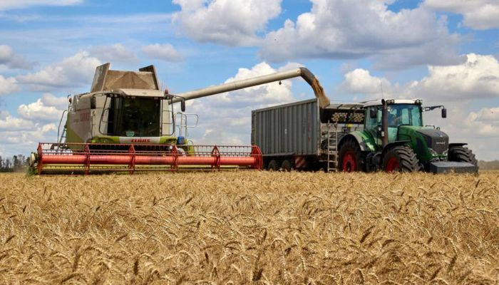 Nigeria’s wheat production falters despite N12.9bn budgeted in 8 years