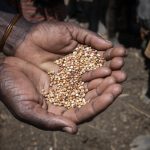 A ‘significant step’ for food security in Africa: New sorghum hybrid with a 25% increase in yield released in Zimbabwe