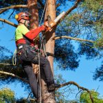 The Tree Whisperer: Why Hiring an Arborist Is Essential