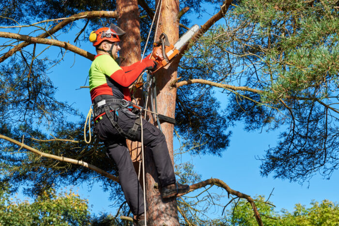 The Tree Whisperer: Why Hiring an Arborist Is Essential