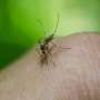 Malaria outbreak hits Costa Rica’s east coast