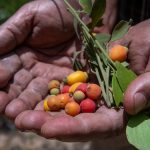 How a bush food experiment is helping grow ‘a healthy life’ for future generations