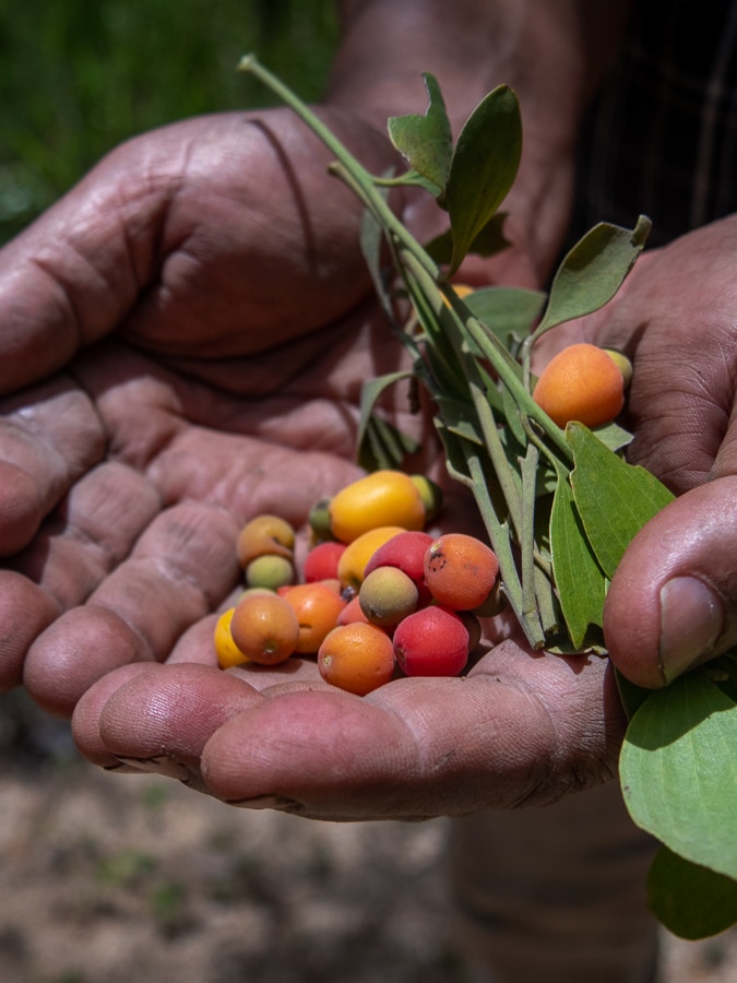 How a bush food experiment is helping grow ‘a healthy life’ for future generations