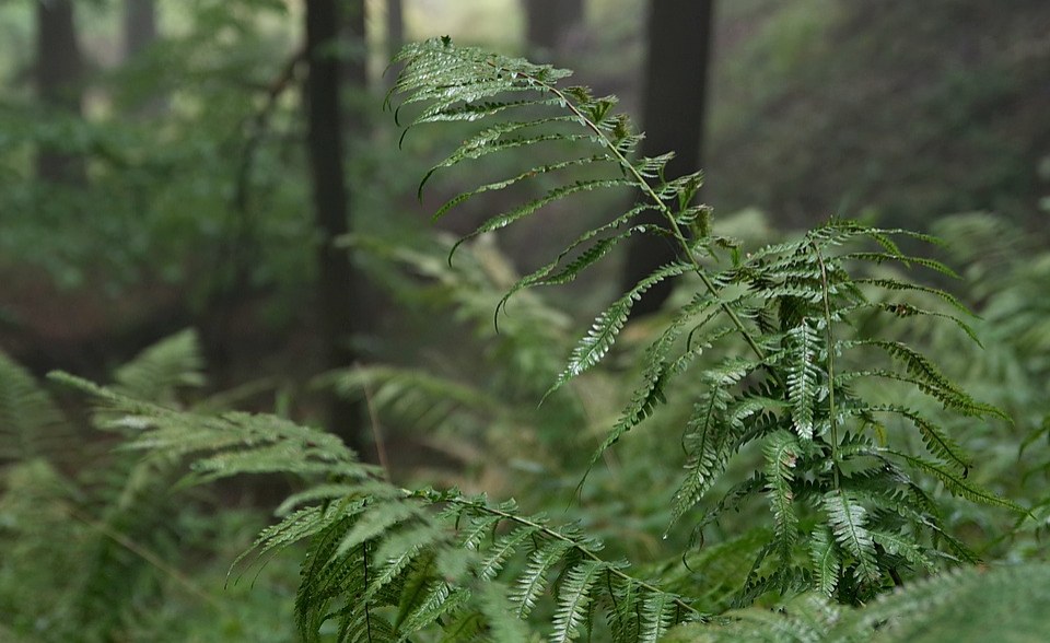 Africa: Experts Call For Congo Basin Climate Science Initiative Ahead of One Forest Summit #AfricaClimateHope