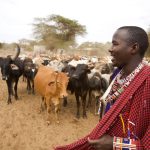 Africa focus: Arla’s plans for Nigeria’s nomadic herders