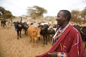 Africa focus: Arla’s plans for Nigeria’s nomadic herders