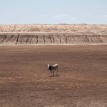 Horn of Africa drought is set to become the region’s worst on record