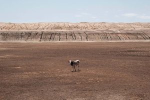 Horn of Africa drought is set to become the region’s worst on record