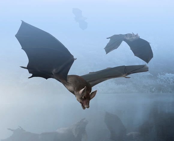 52-Million-Year-Old Fossils Identified as Oldest Known Bat Species