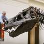 T-Rex skeleton to go under hammer in Switzerland