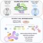 Study uses base editing to correct mutation that causes rare immune deficiency