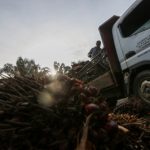 Malaysia palm oil, rubber farmers file EU petition opposing deforestation law