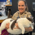 Massive cat weighing over 40 pounds adopted in Virginia