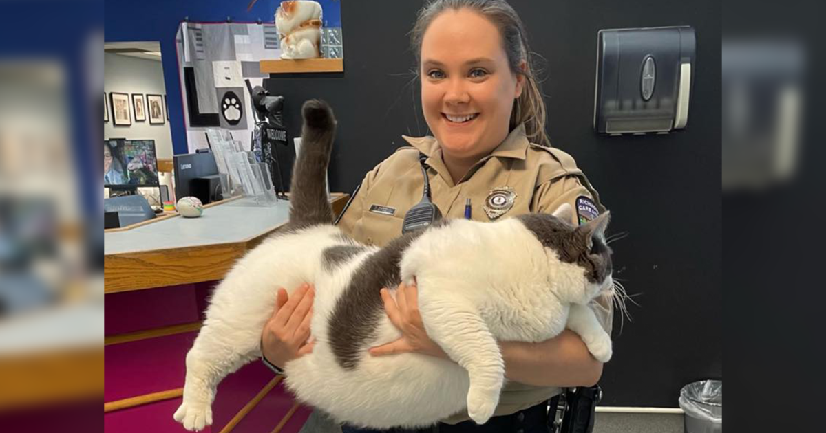 Massive cat weighing over 40 pounds adopted in Virginia