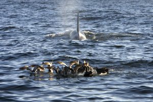 The story of South Africa’s shark slayers, Port and Starboard