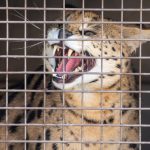 (PHOTOS) Exotic Cat Tests Positive For Drugs After Traumatic Cocaine-Fueled Escape From Police, Taken In By Zoo