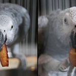 Parrot gets banned from watching TV because it keeps squawking ‘f**k you’