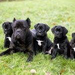 Dog Gives Birth to Huge Litter of 15 Puppies After Four Seen on Ultrasound