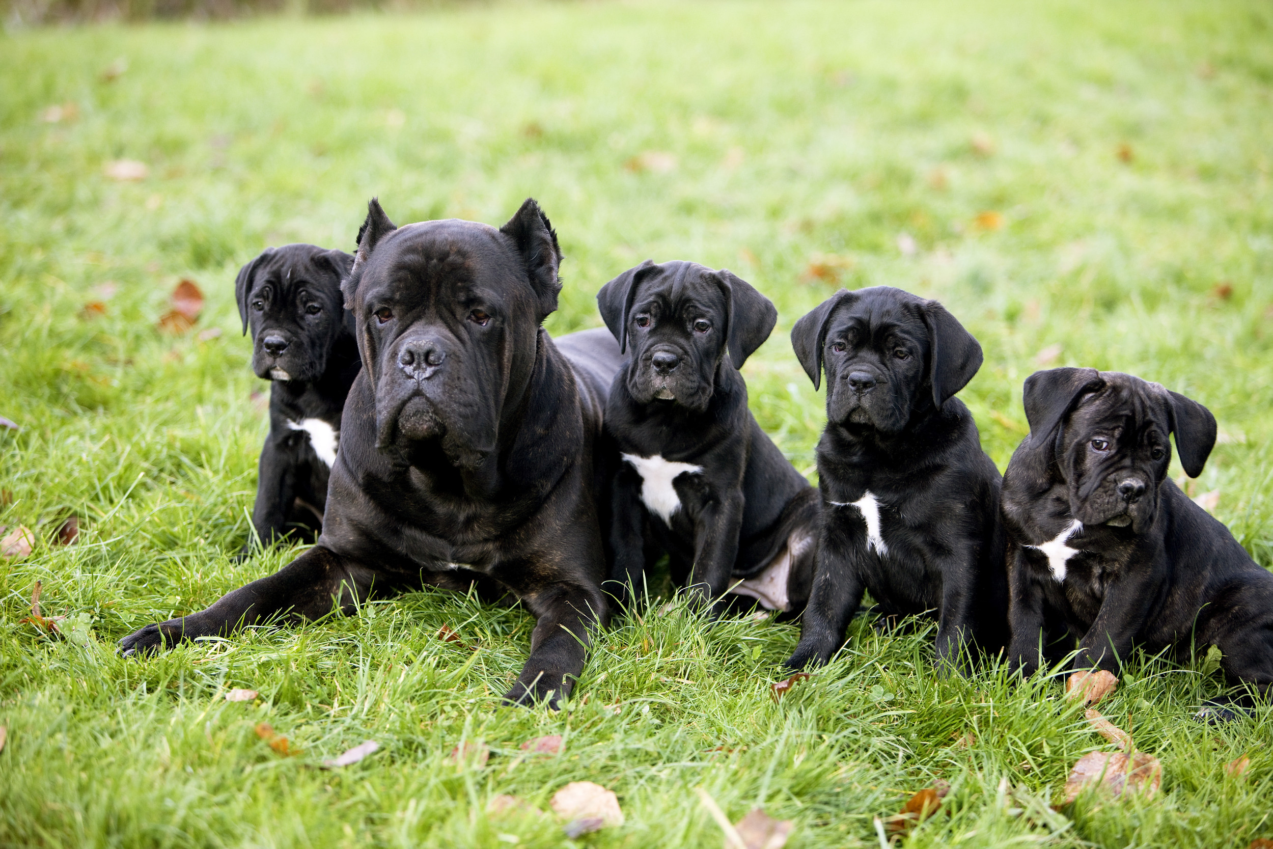 Dog Gives Birth to Huge Litter of 15 Puppies After Four Seen on Ultrasound