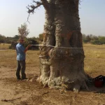 NASA Scientists Map 10 Billion Individual Trees in Africa’s Drylands To Estimate Carbon Stored