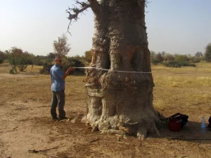 NASA Scientists Map 10 Billion Individual Trees in Africa’s Drylands To Estimate Carbon Stored