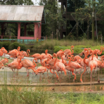 We give you a bird’s eye view on Mandai Wildlife Reserve’s latest attraction Bird Paradise, Lifestyle News