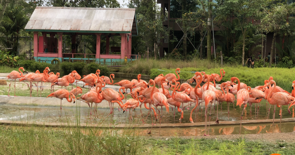 We give you a bird’s eye view on Mandai Wildlife Reserve’s latest attraction Bird Paradise, Lifestyle News