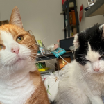 Tears as Rescue Cat Cares for Feline Sibling With Cancer and Dementia