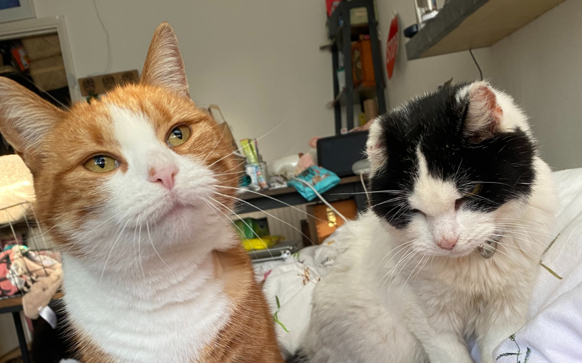 Tears as Rescue Cat Cares for Feline Sibling With Cancer and Dementia