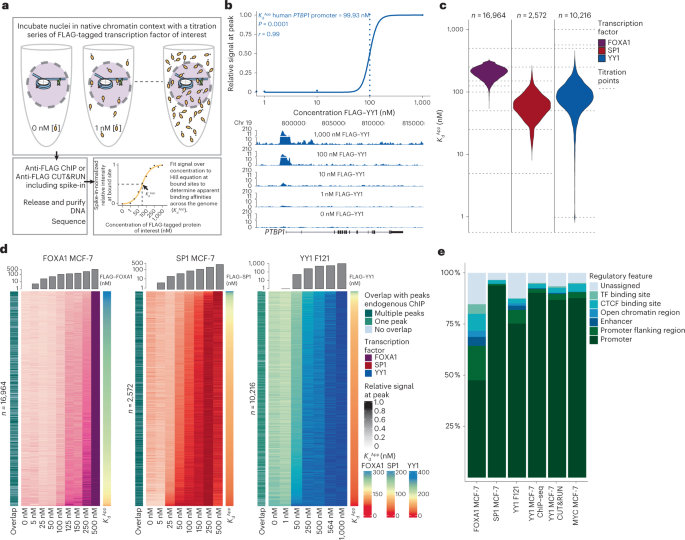 Quantification of absolute transcription factor binding affinities in the native chromatin context using BANC-seq