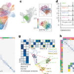 SEACells infers transcriptional and epigenomic cellular states from single-cell genomics data