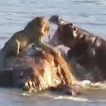 Stranded Lion Attacked By Hippos In ‘Rarest’ Sight