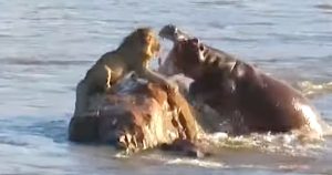 Stranded Lion Attacked By Hippos In ‘Rarest’ Sight