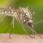 Malaria cases spike in Malawi, Pakistan after ‘climate-driven’ disasters