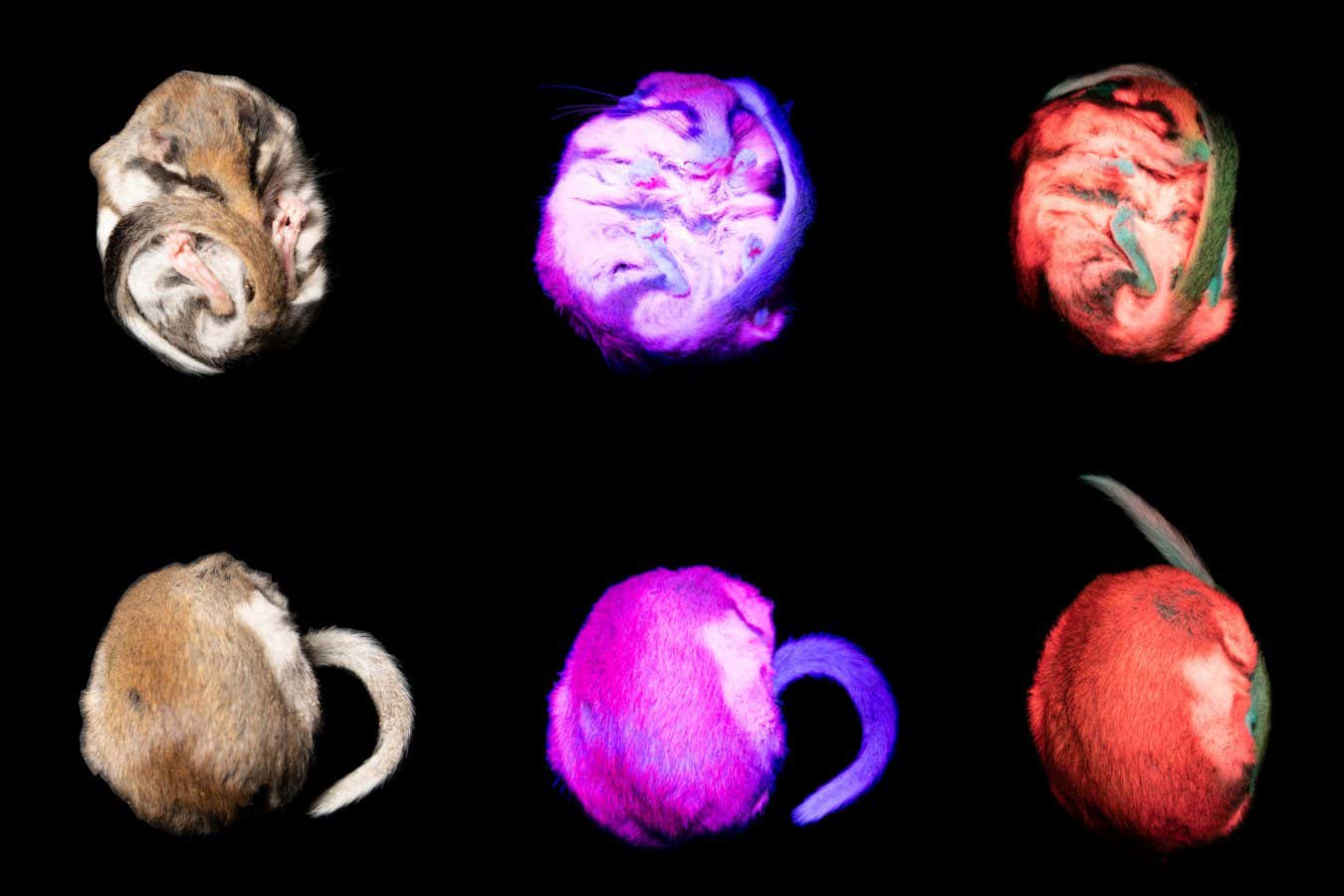 The garden dormouse glows under UV light