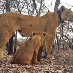 Video of rare West African lion cubs sparks hope for the population