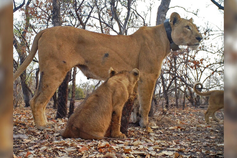 Video of rare West African lion cubs sparks hope for the population