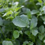 World’s Largest Grower of Healthy, Flavorful Leafy Greens Says Watercress Can Improve Mental Heath