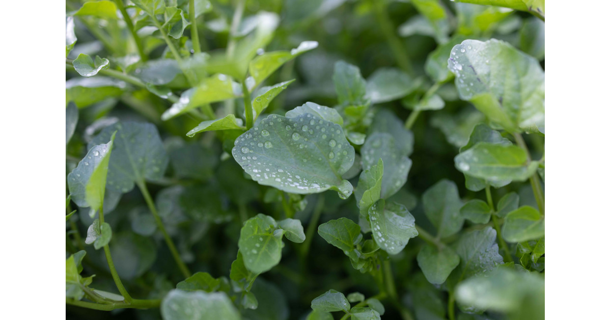 World’s Largest Grower of Healthy, Flavorful Leafy Greens Says Watercress Can Improve Mental Heath